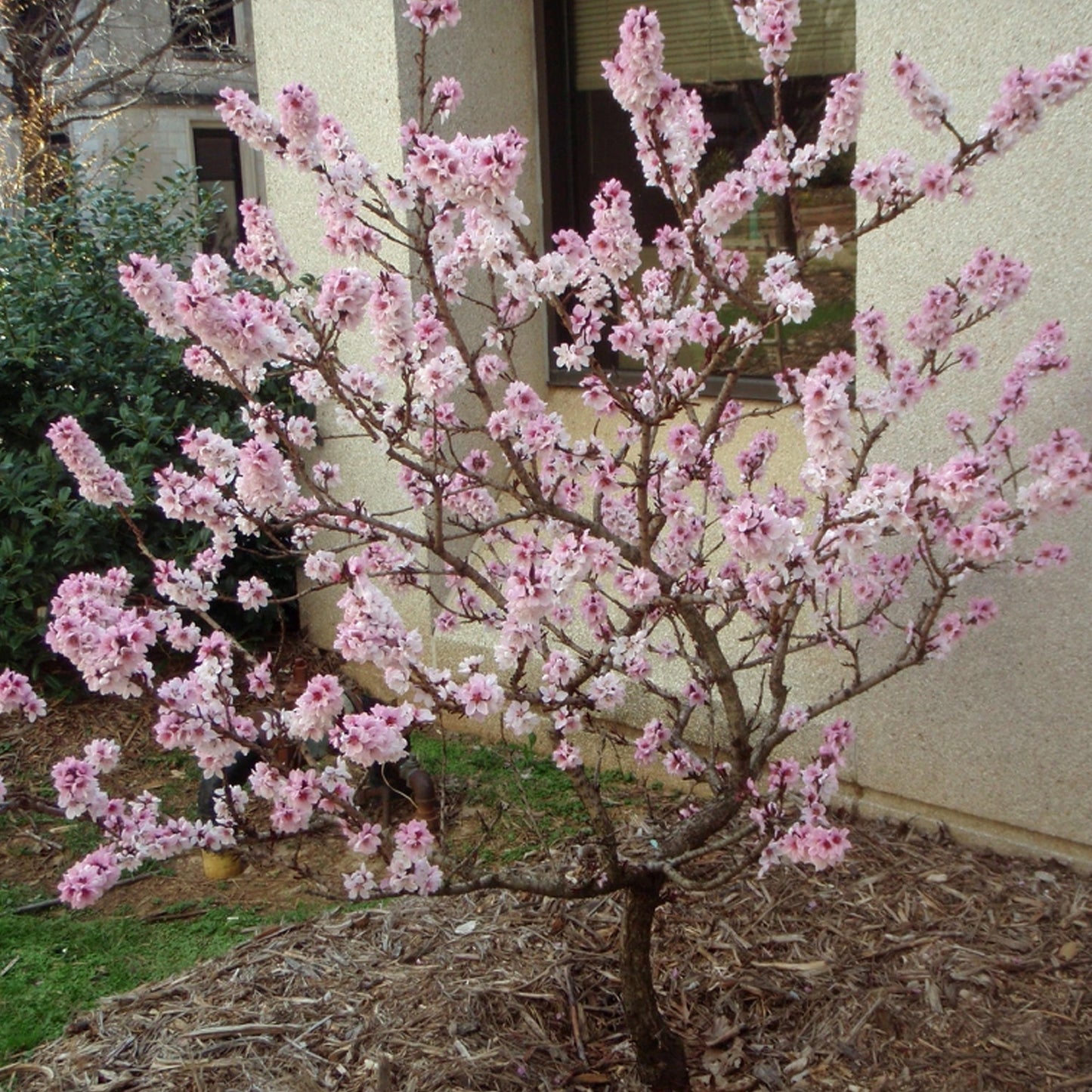 Prunus Pink Peachy Patio Tree