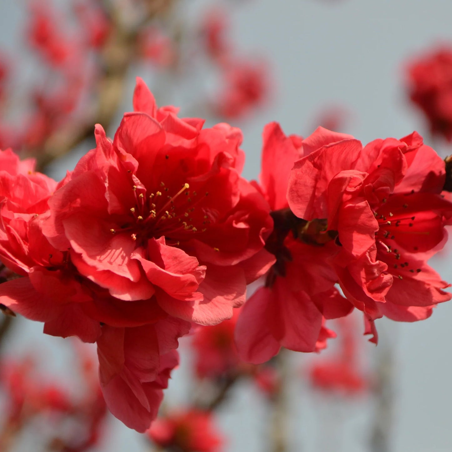 Prunus Red Peachy Patio Tree