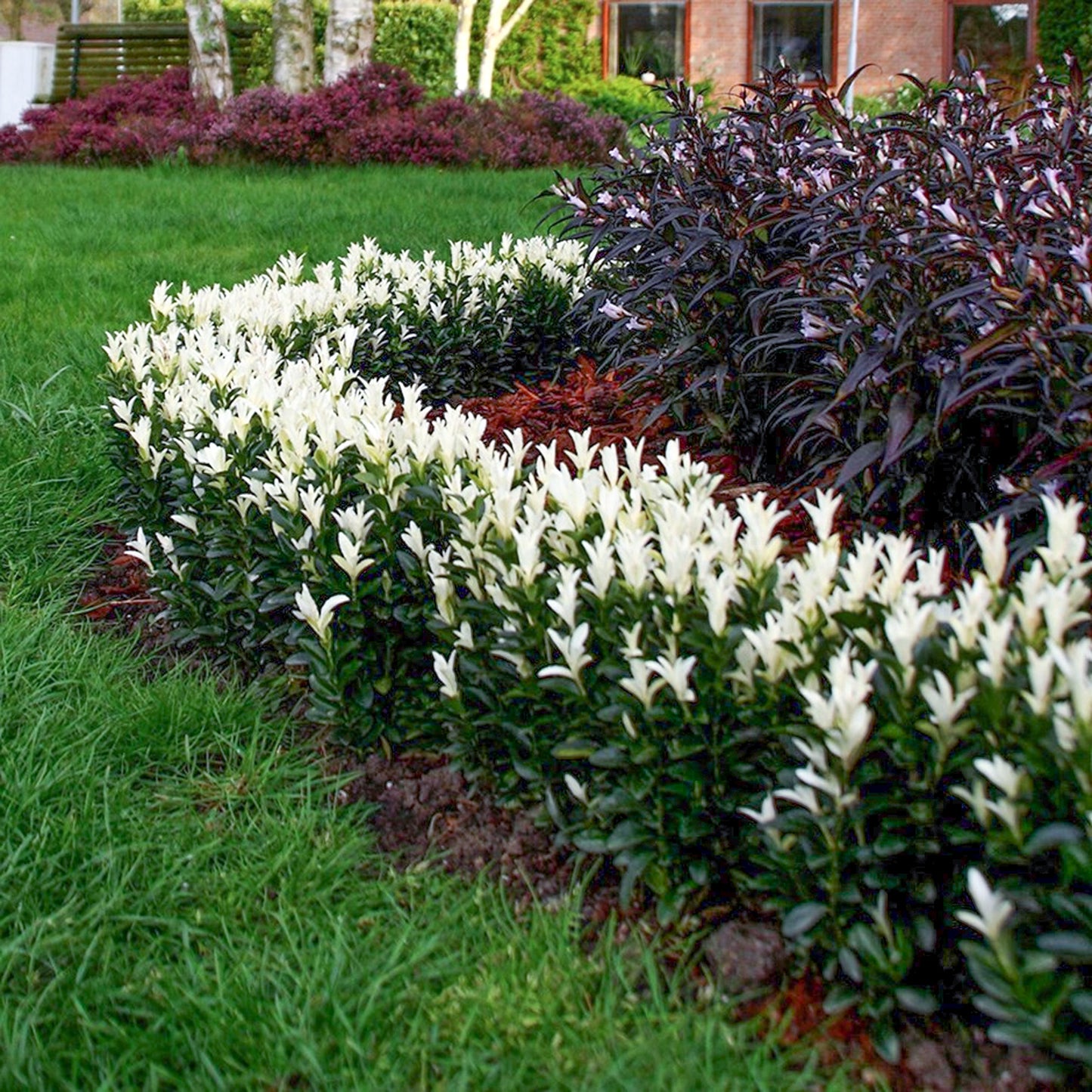 Euonymus Paloma Blanca Patio Tree