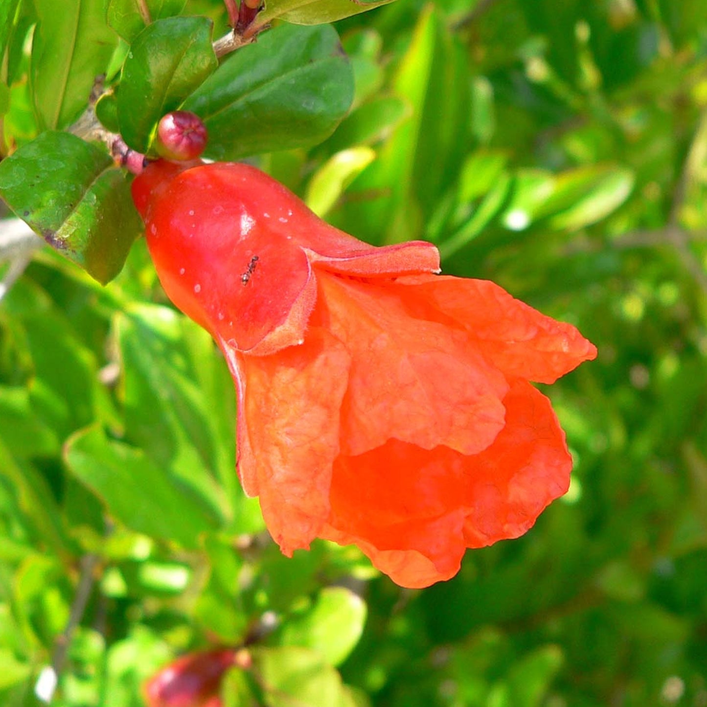 Punica Nana Patio Tree