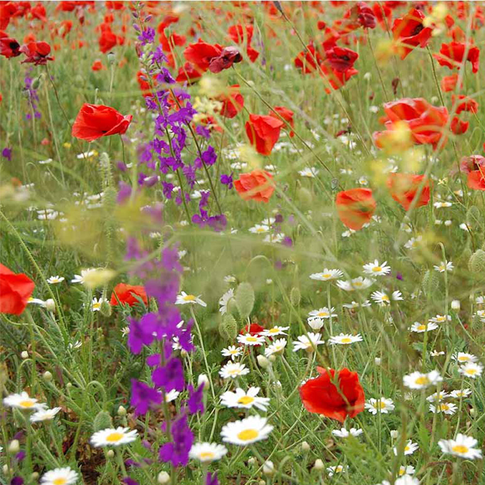 80/20 Wildflower Seeds - Majestic Meadow Mix