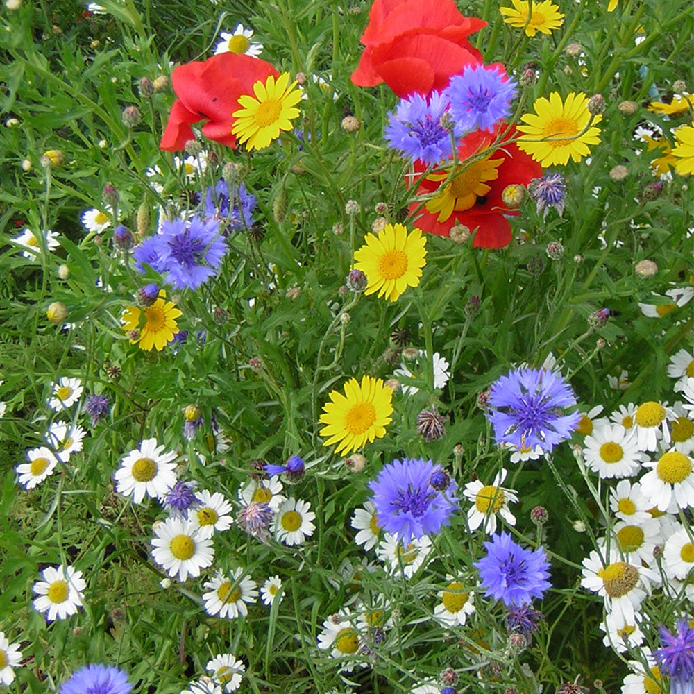 80/20 Wildflower Seeds - Majestic Meadow Mix