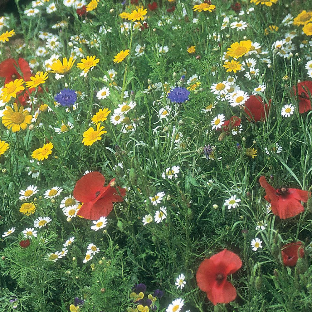 80/20 Wildflower Seeds - Majestic Meadow Mix