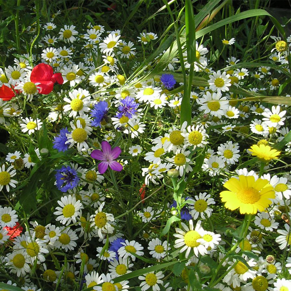 80/20 Wildflower Seeds - Majestic Meadow Mix