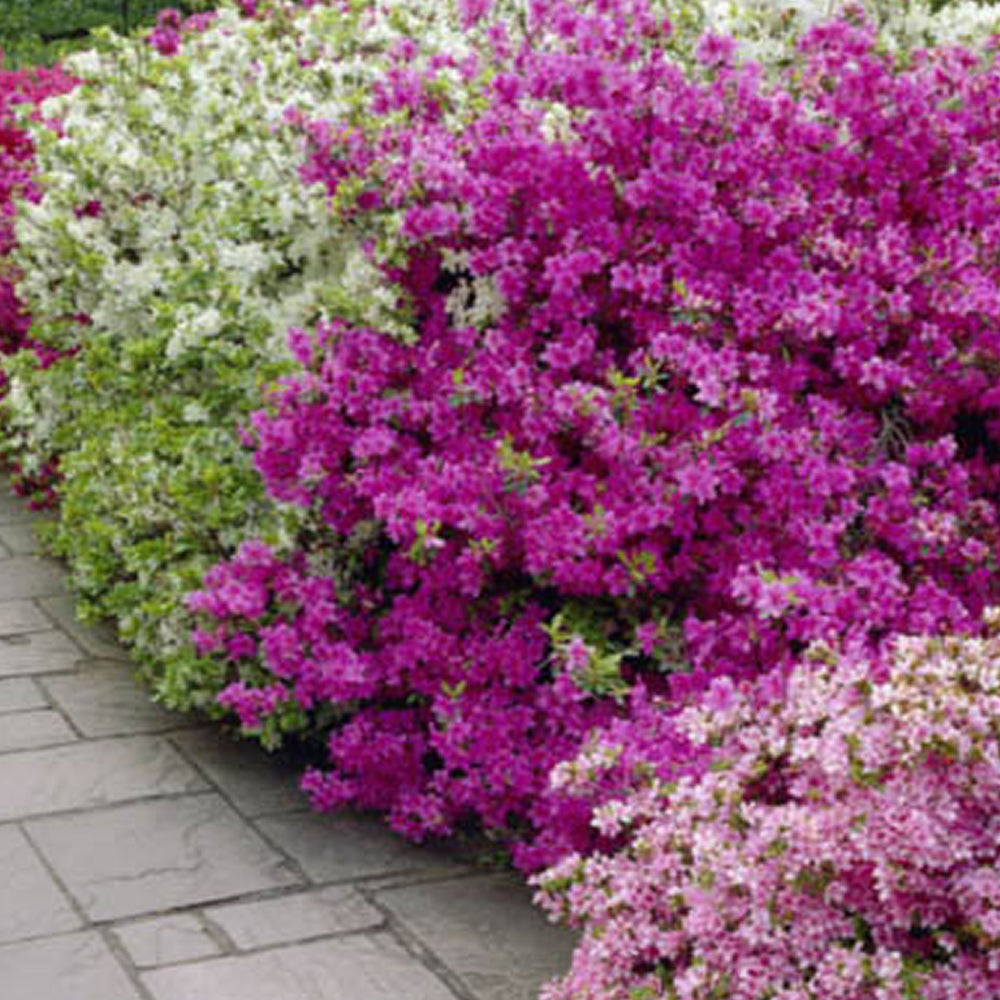 Azalea Purple (9cm)