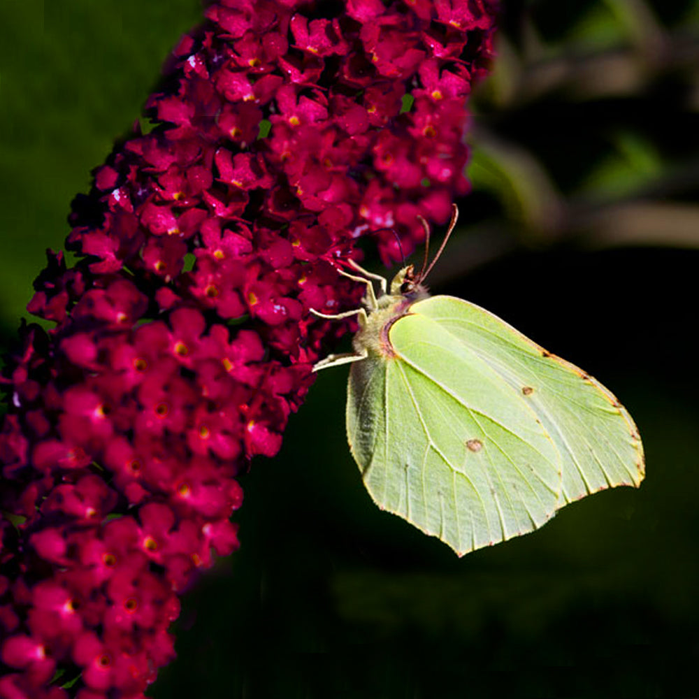 Buddleia Royal Red (9cm)