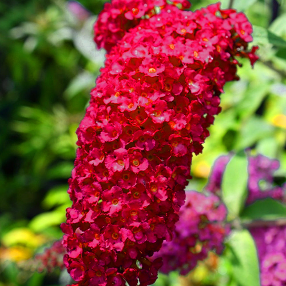 Buddleia Royal Red (9cm)