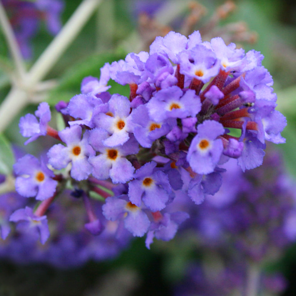 Buddleia Blue Heaven (9cm)