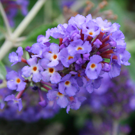 Buddleia Blue Heaven (9cm)