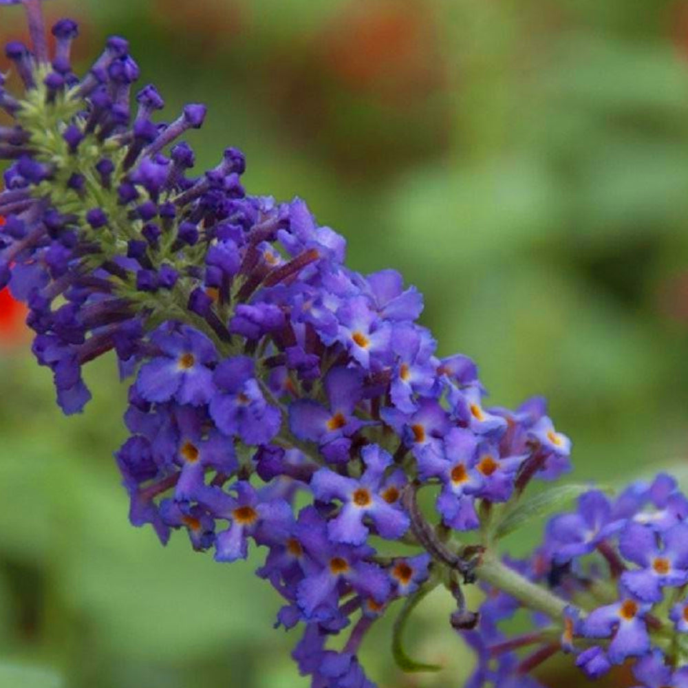 Buddleia Blue Heaven (9cm)
