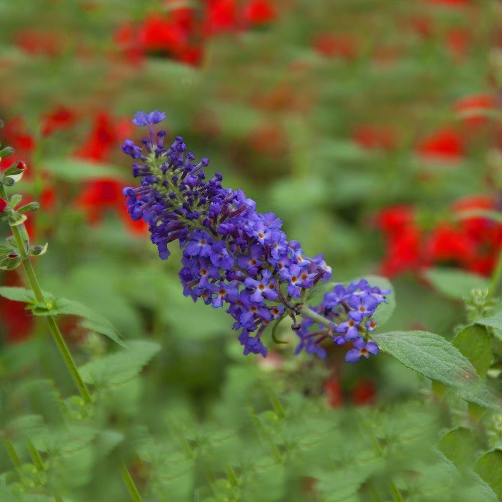 Buddleia Blue Heaven (9cm)