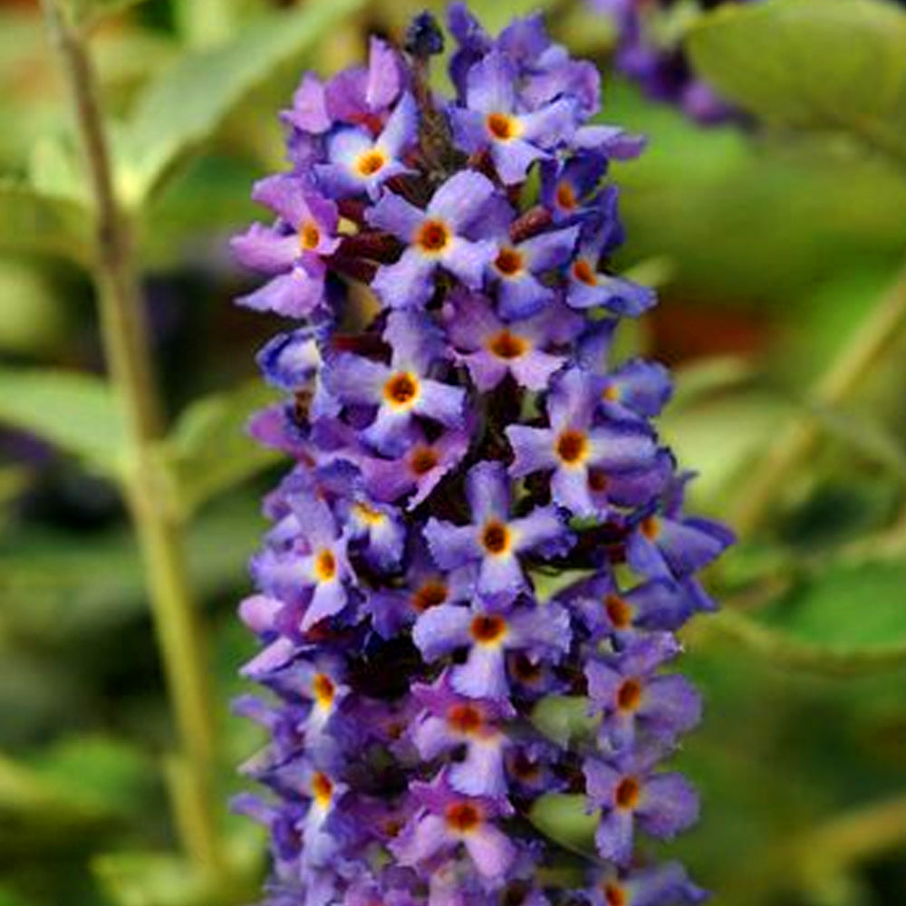 Buddleia Blue Heaven (9cm)