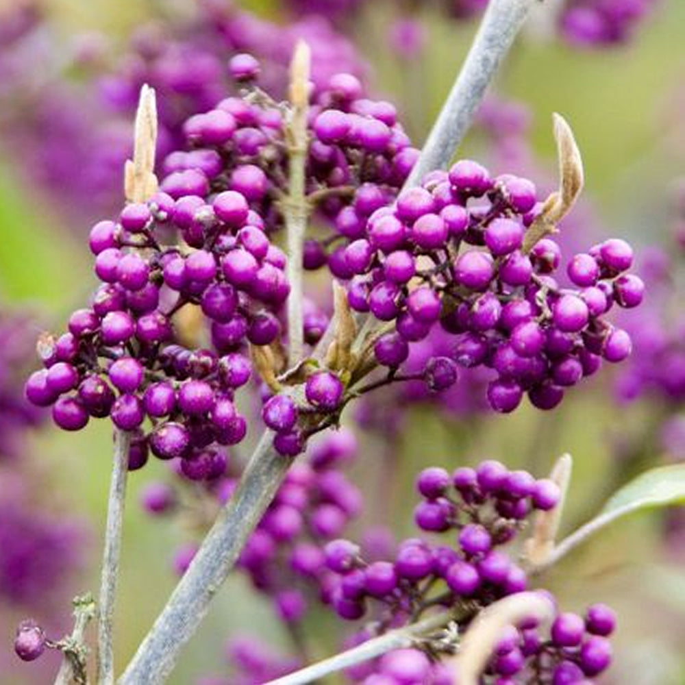 Callicarpa Profusion (9cm)