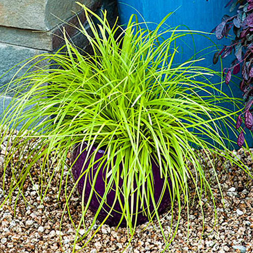 Carex Everillo (9cm)