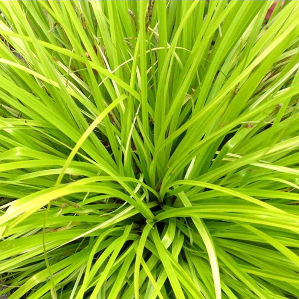 Carex Everillo (9cm)