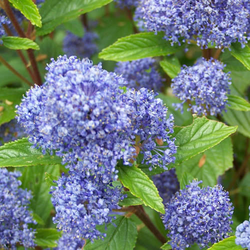 Ceanothus Blue Mound (9cm)