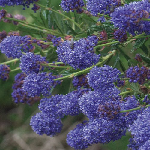 Ceanothus Concha (9cm)