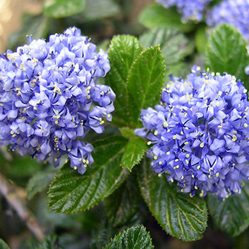 Ceanothus Repens (9cm)