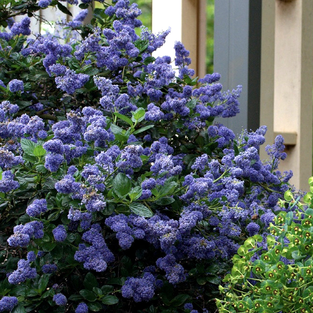 Ceanothus Yankee Point