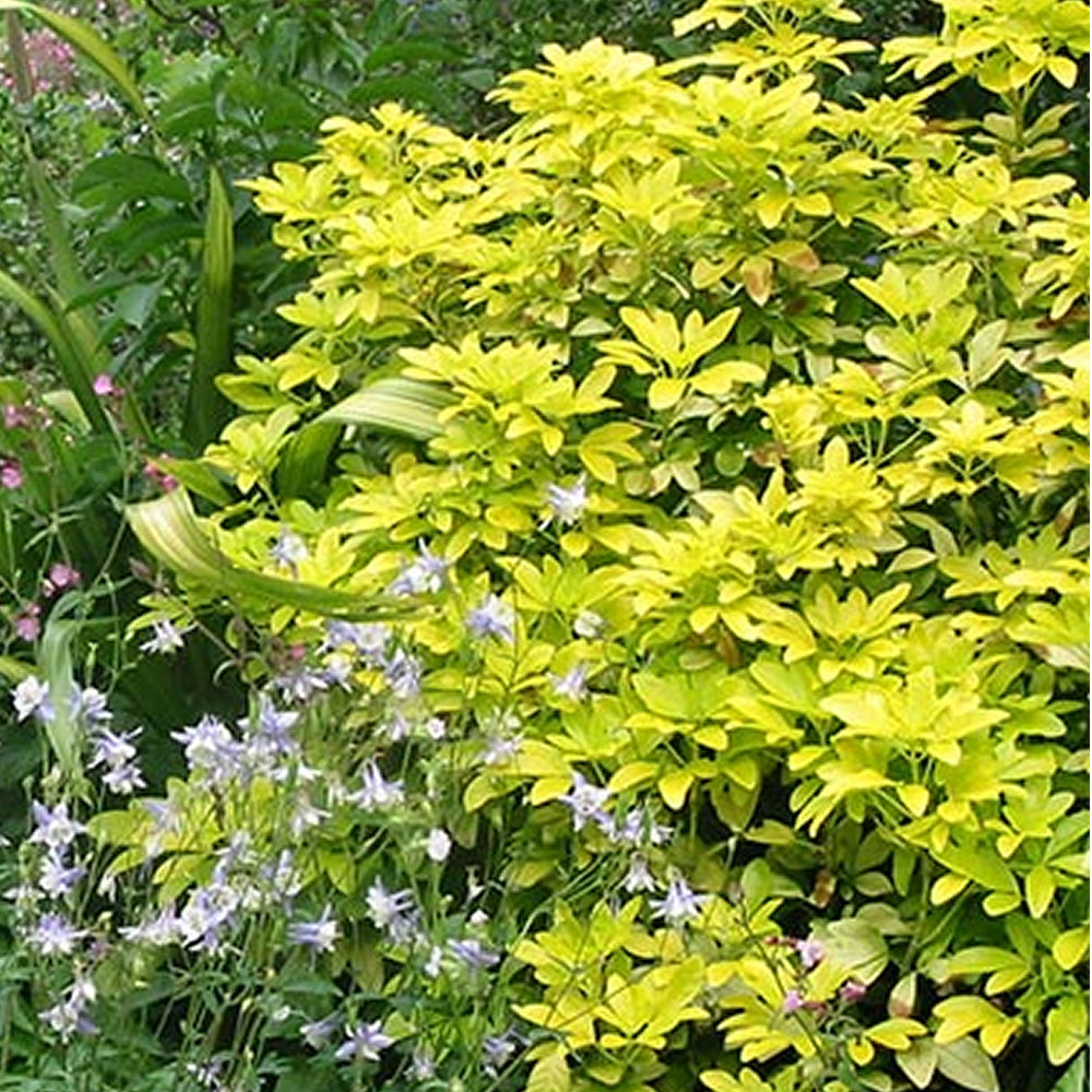 Choisya Sundance (9cm)