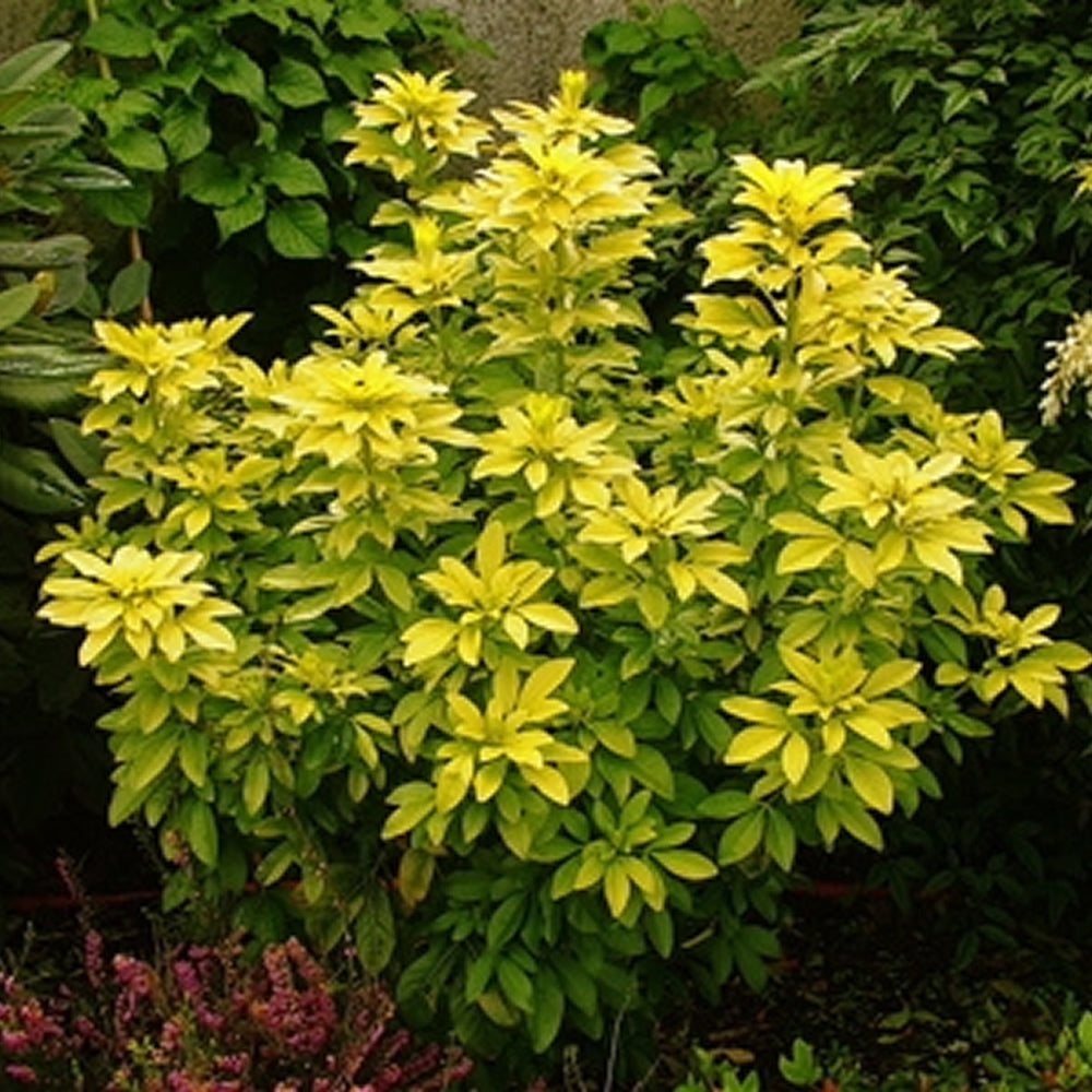 Choisya Sundance (9cm)