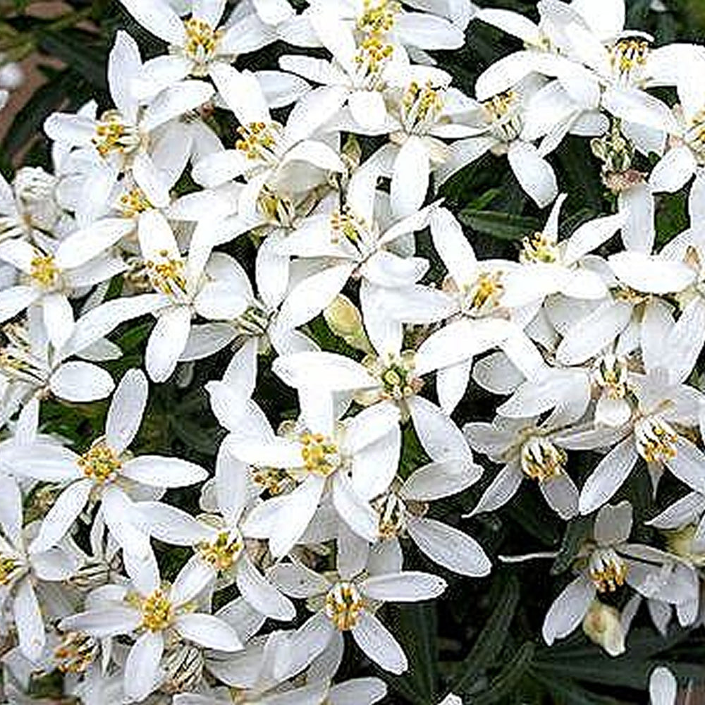 Choisya White Dazzler (9cm)