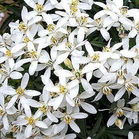 Choisya White Dazzler (9cm)