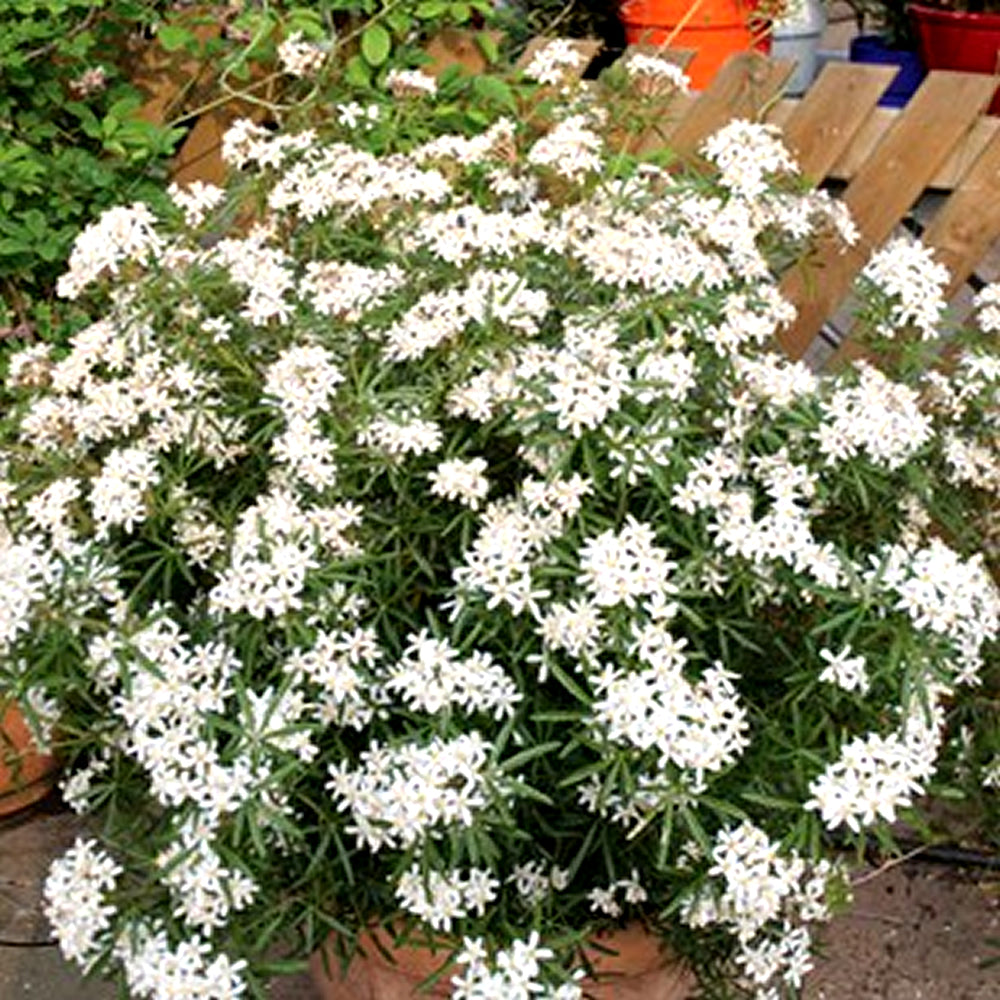 Choisya White Dazzler (9cm)