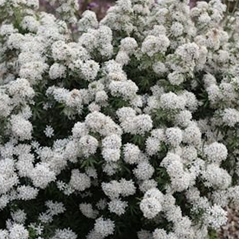 Choisya White Dazzler (9cm)