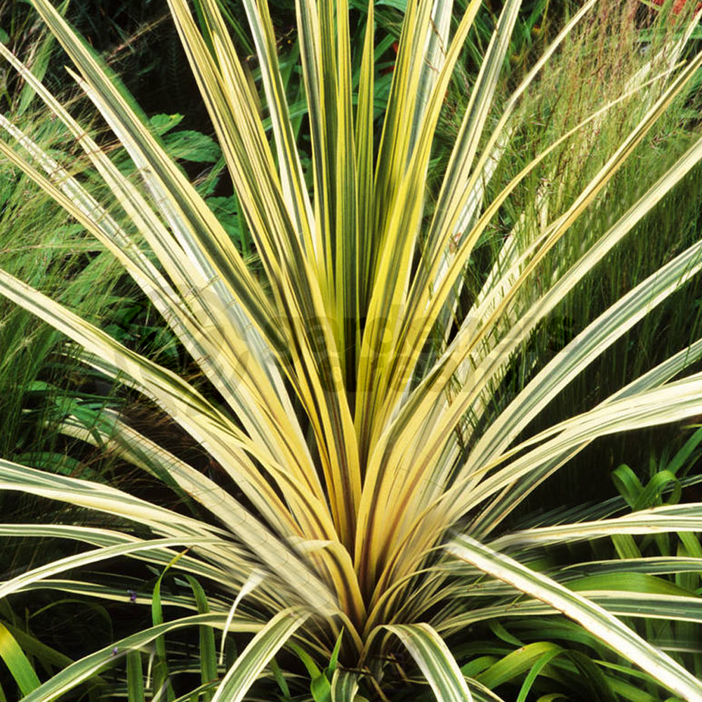 Cordyline Torbay Dazzler (9cm)