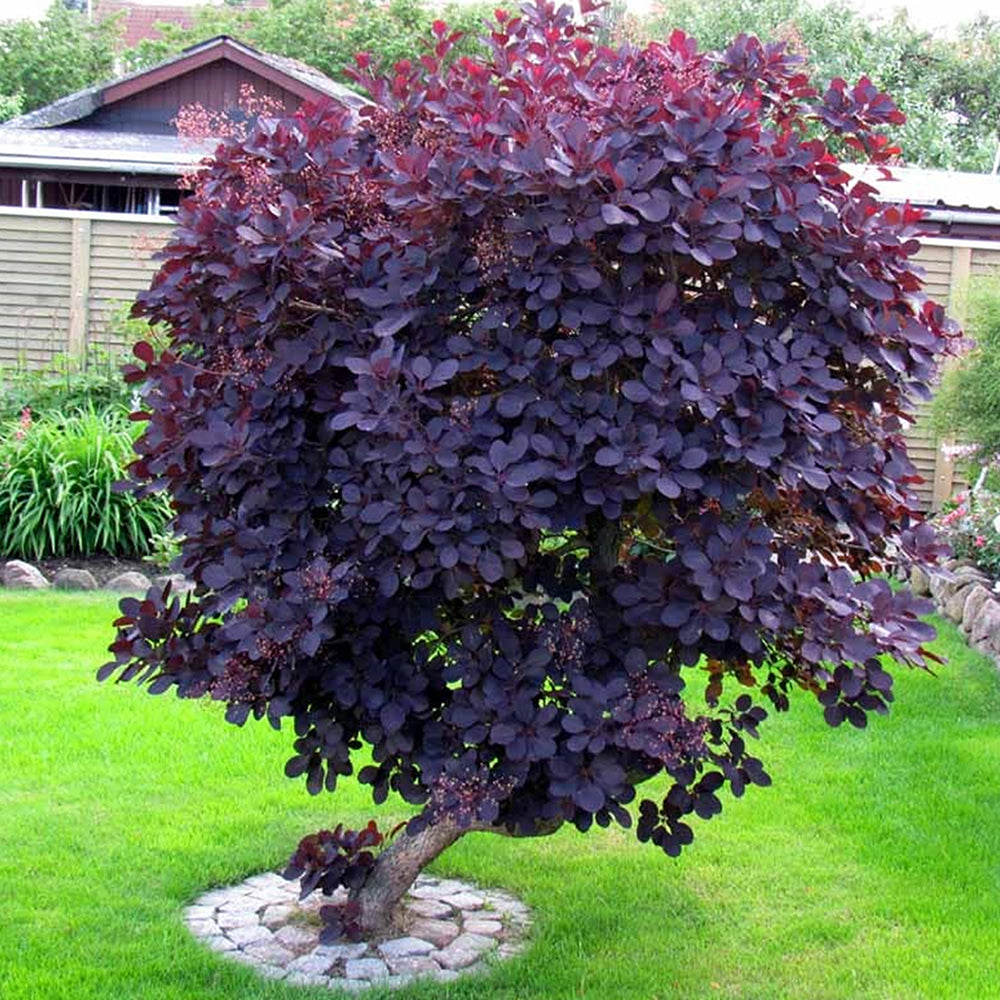 Cotinus Royal Purple (9cm)