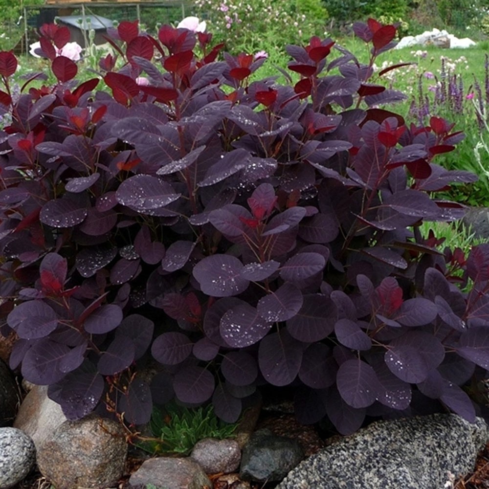 Cotinus Royal Purple (9cm)