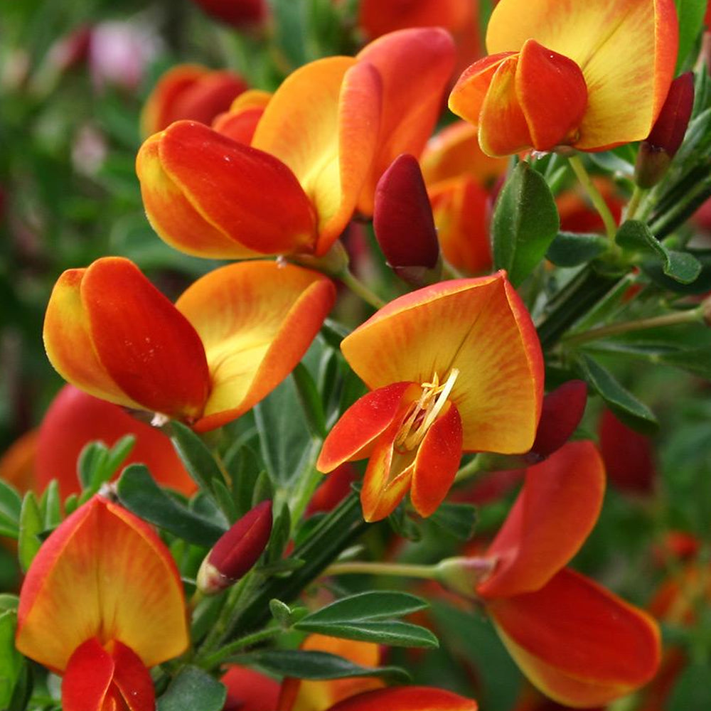 Cytisus Lena (9cm)
