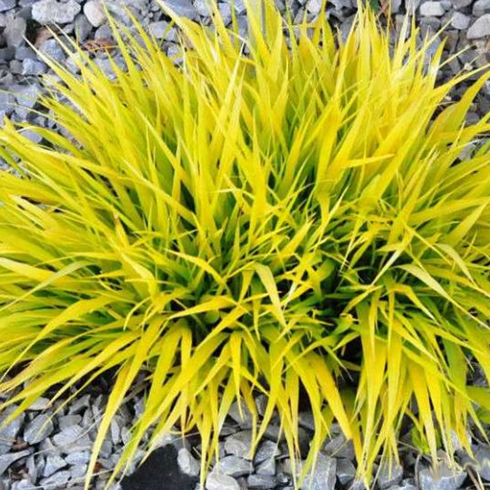 Hakonechloa All Gold