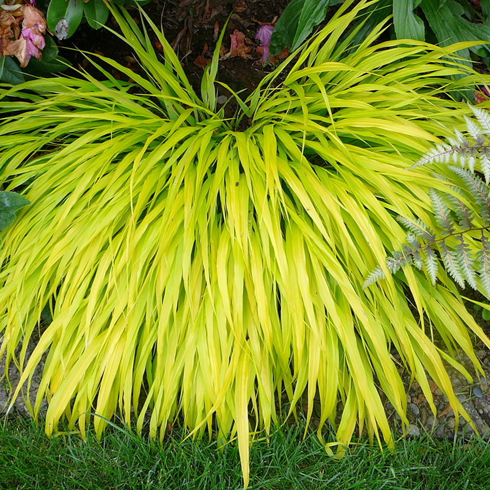 Hakonechloa All Gold
