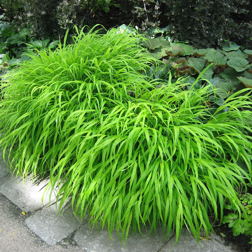 Hakonechloa All Gold