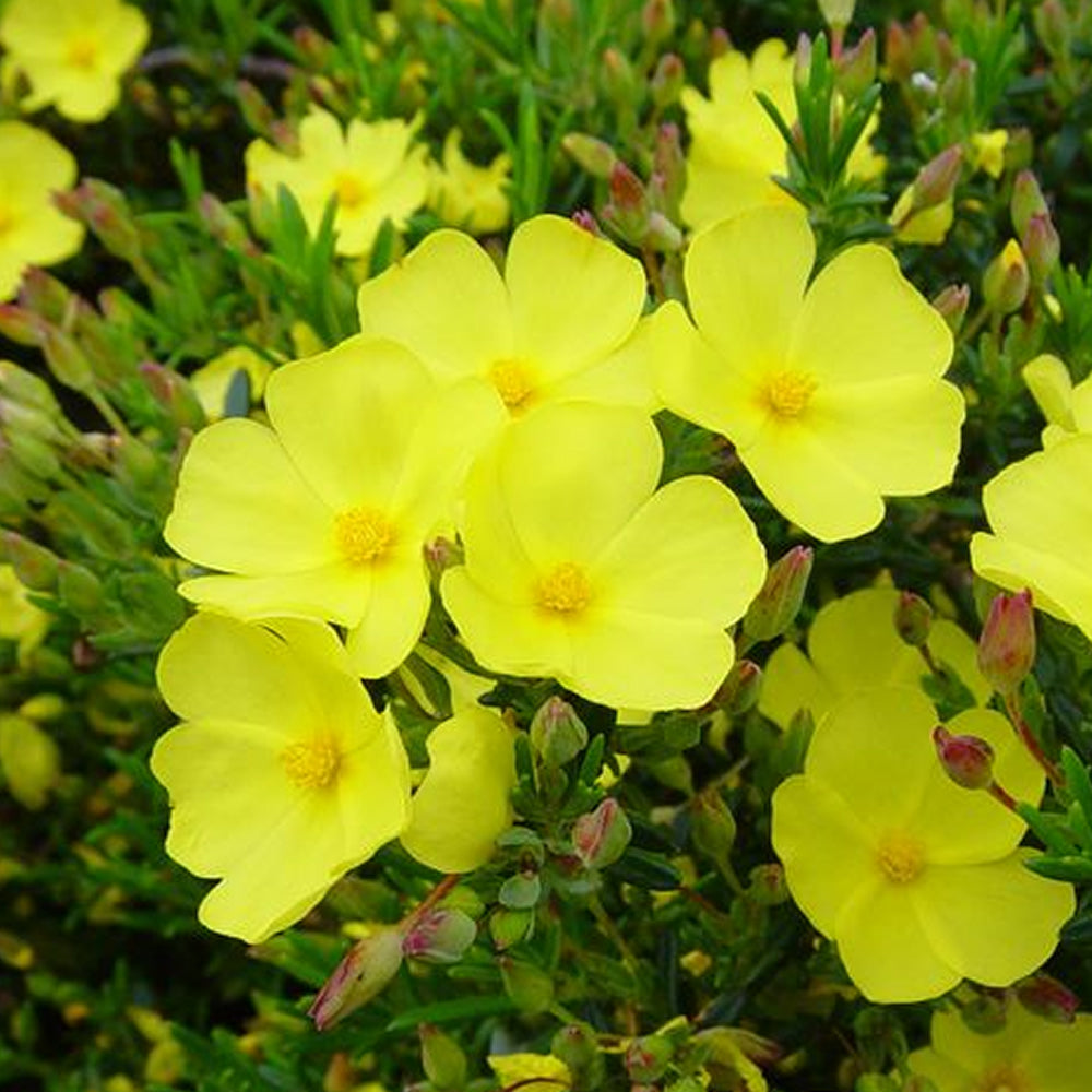 Halimium Libanotis (9cm)