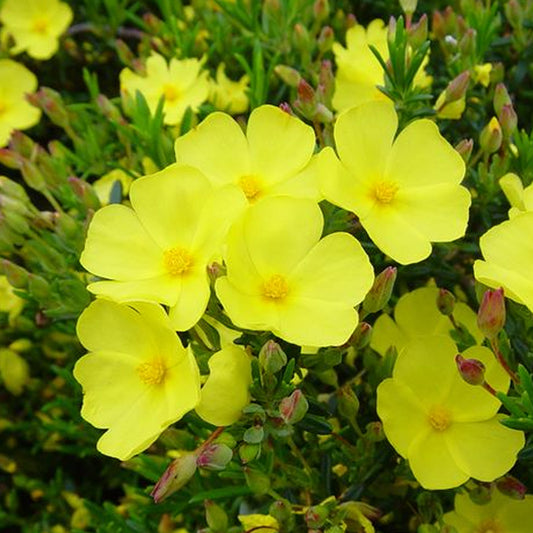 Halimium Libanotis (9cm)