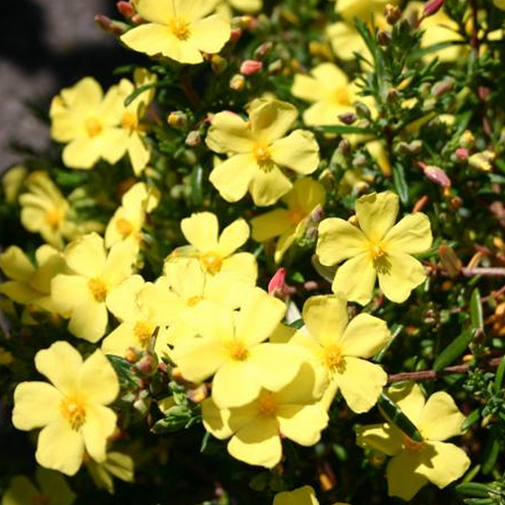 Halimium Libanotis (9cm)