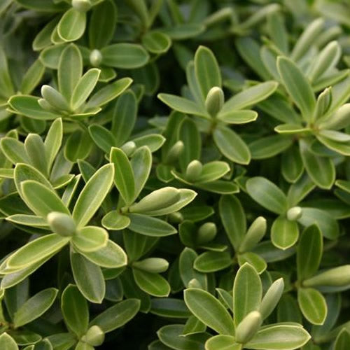 Hebe Green Mound (9cm)