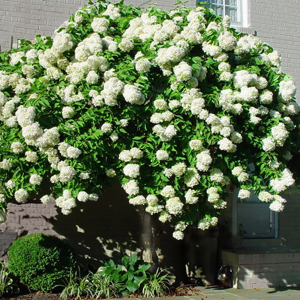 Hydrangea Grandiflora (9cm)