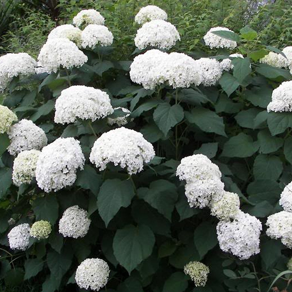 Hydrangea Grandiflora (9cm)