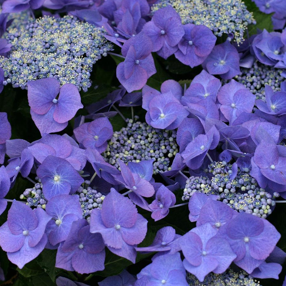 Hydrangea Blue (9cm)