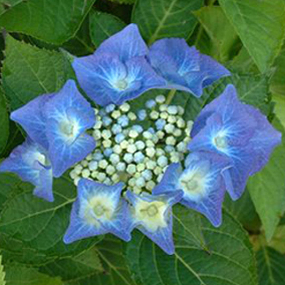 Hydrangea Blue (9cm)