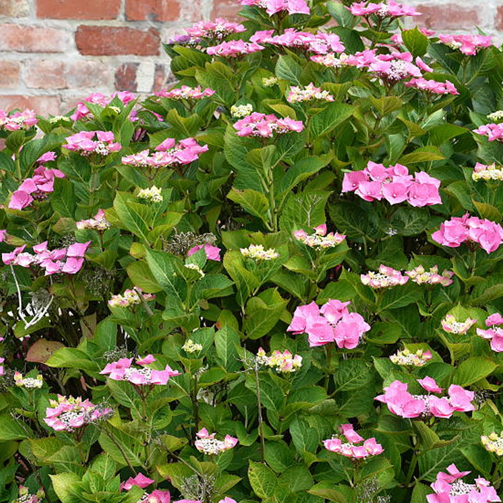 Hydrangea Pink (9cm)