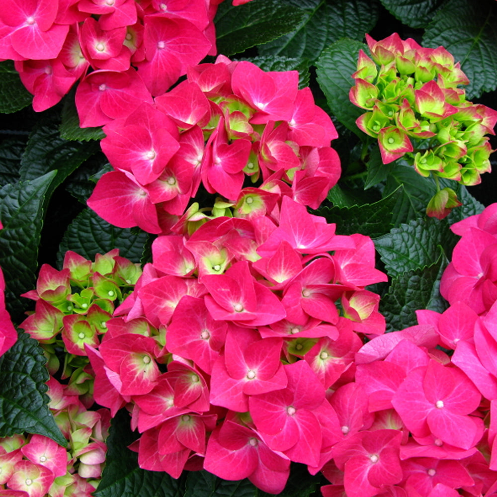 Hydrangea Pink (9cm)