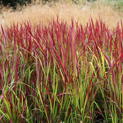 Imperata Red Baron (9cm)