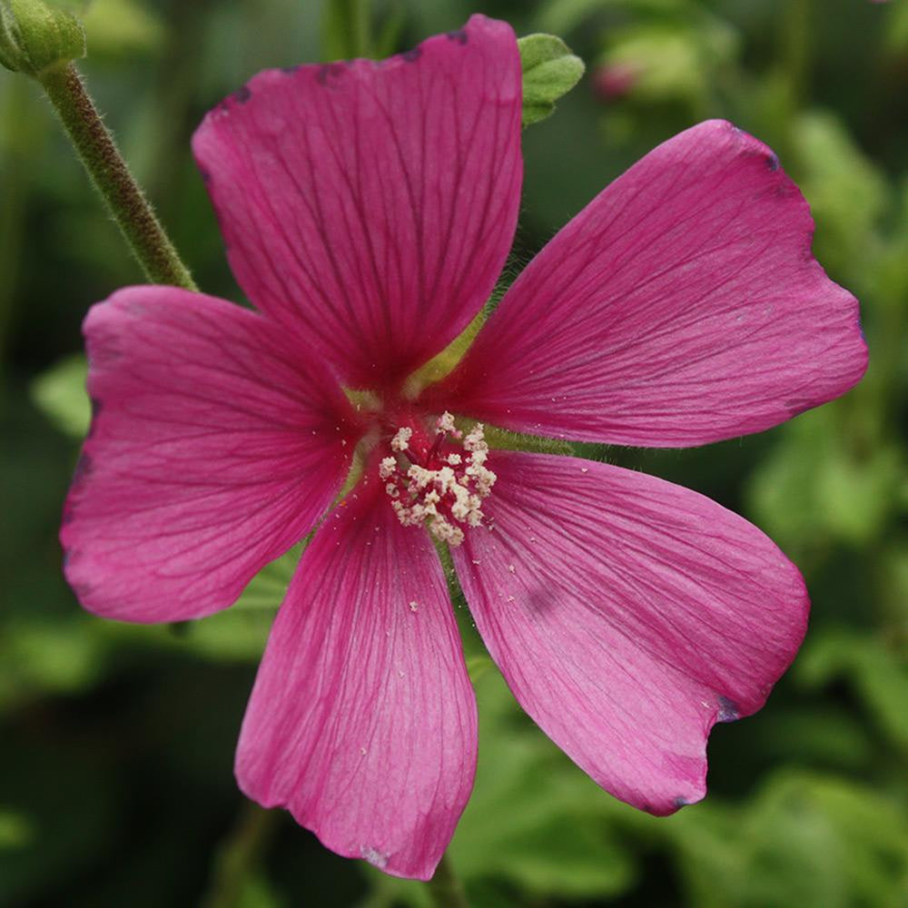 Lavatera Burgundy Wine (9cm)