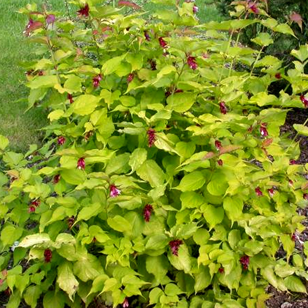 Leycesteria Golden Lanterns (9cm)
