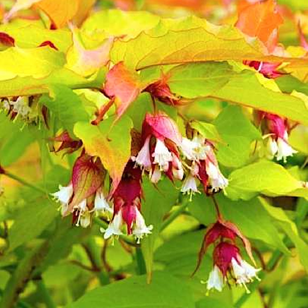 Leycesteria Golden Lanterns (9cm)